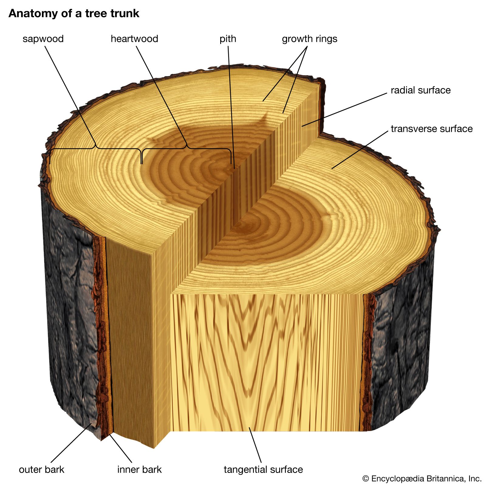 What is Pith in Wood: Unveiling Its Core Secrets