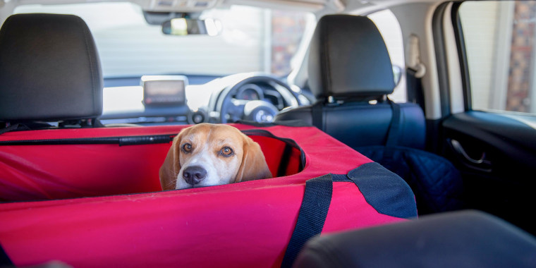 Can Dogs Sleep in the Garage? Safety & Comfort Tips