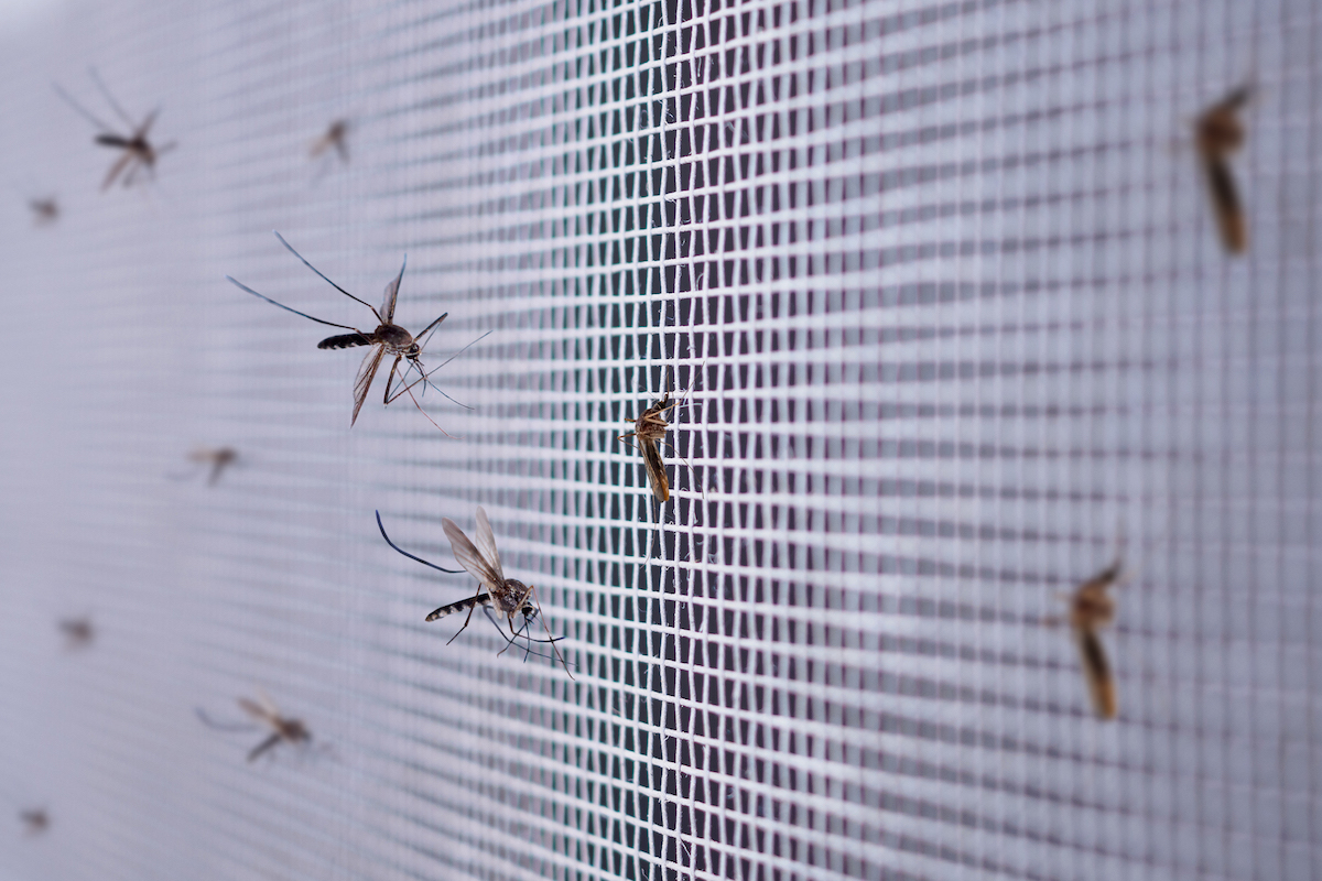 Can Flies Get in Through Window Air Conditioner