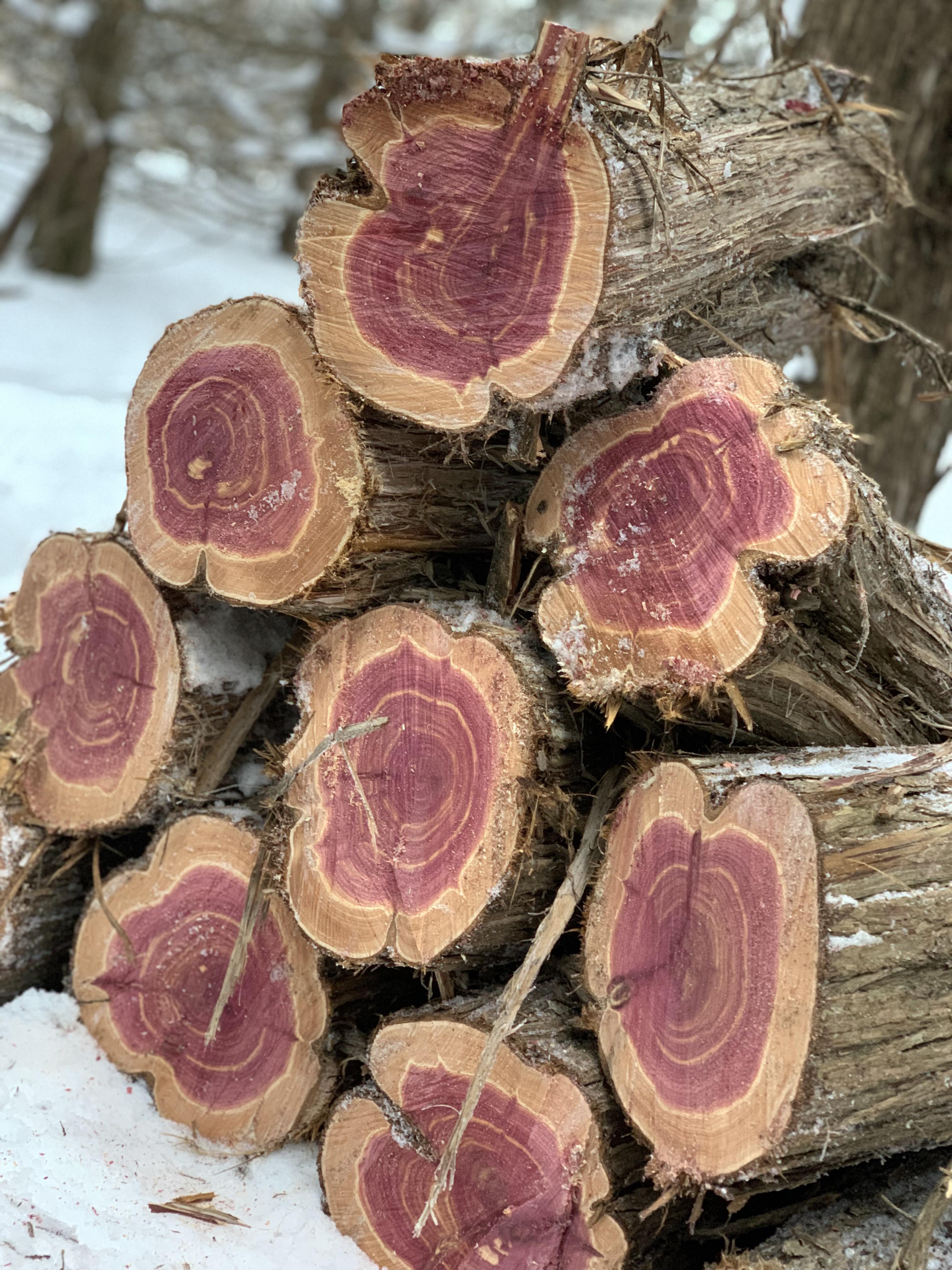 Is Cedar Good for Firewood? Uncover the Surprising Truth