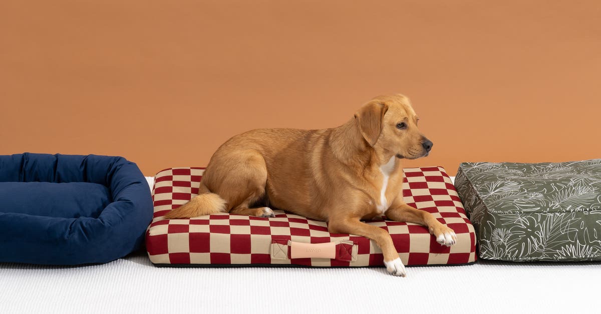 Can Dogs Sleep in the Garage? Safety & Comfort Tips