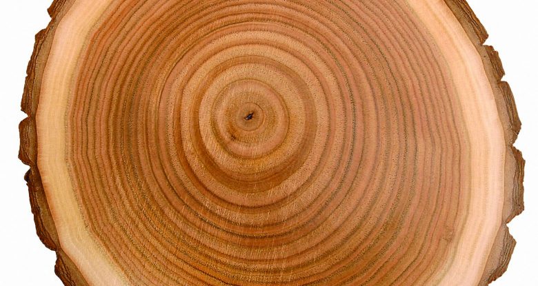 What is Pith in Wood: Unveiling Its Core Secrets