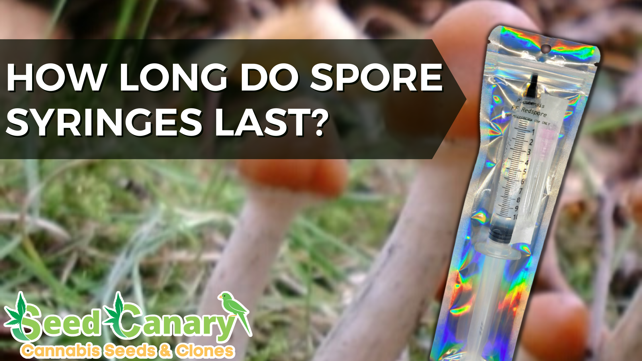 How Long Do Spore Syringes Last in Refrigerator