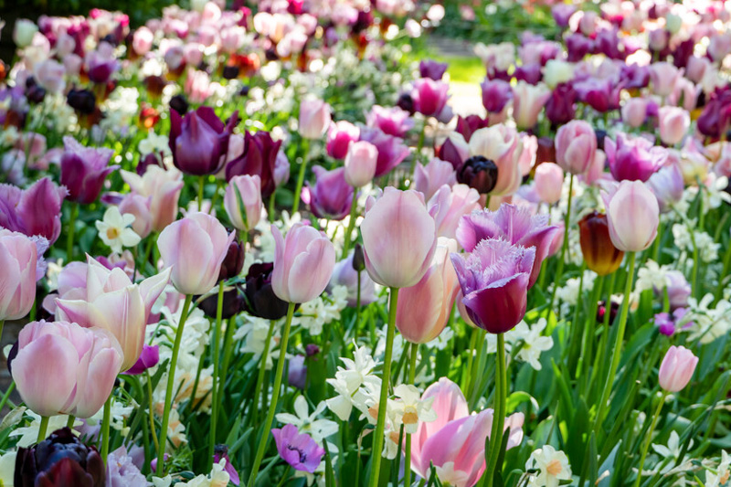 Are Tulip Bulbs Poisonous to Dogs