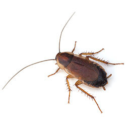 Do Wood Cockroaches Infest Homes