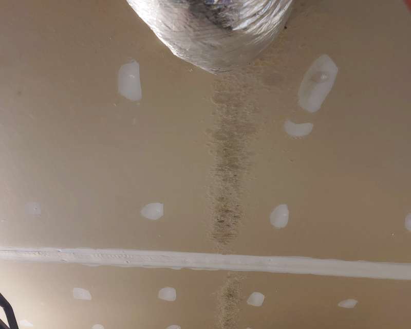 Do Diffusers Cause Mold on Walls? Debunking Myths